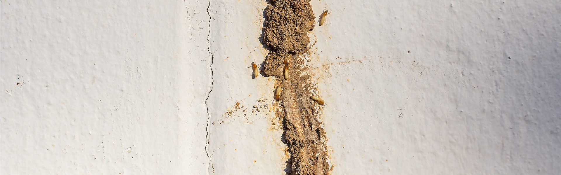 5 Signs Your House May Have Termites, Signs Of Termites In Kitchen Cabinets