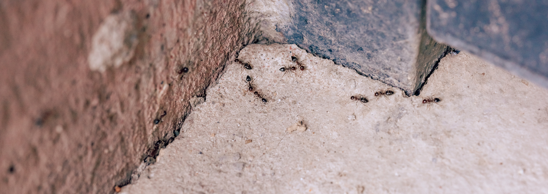7 ways to get rid of black ants around the house