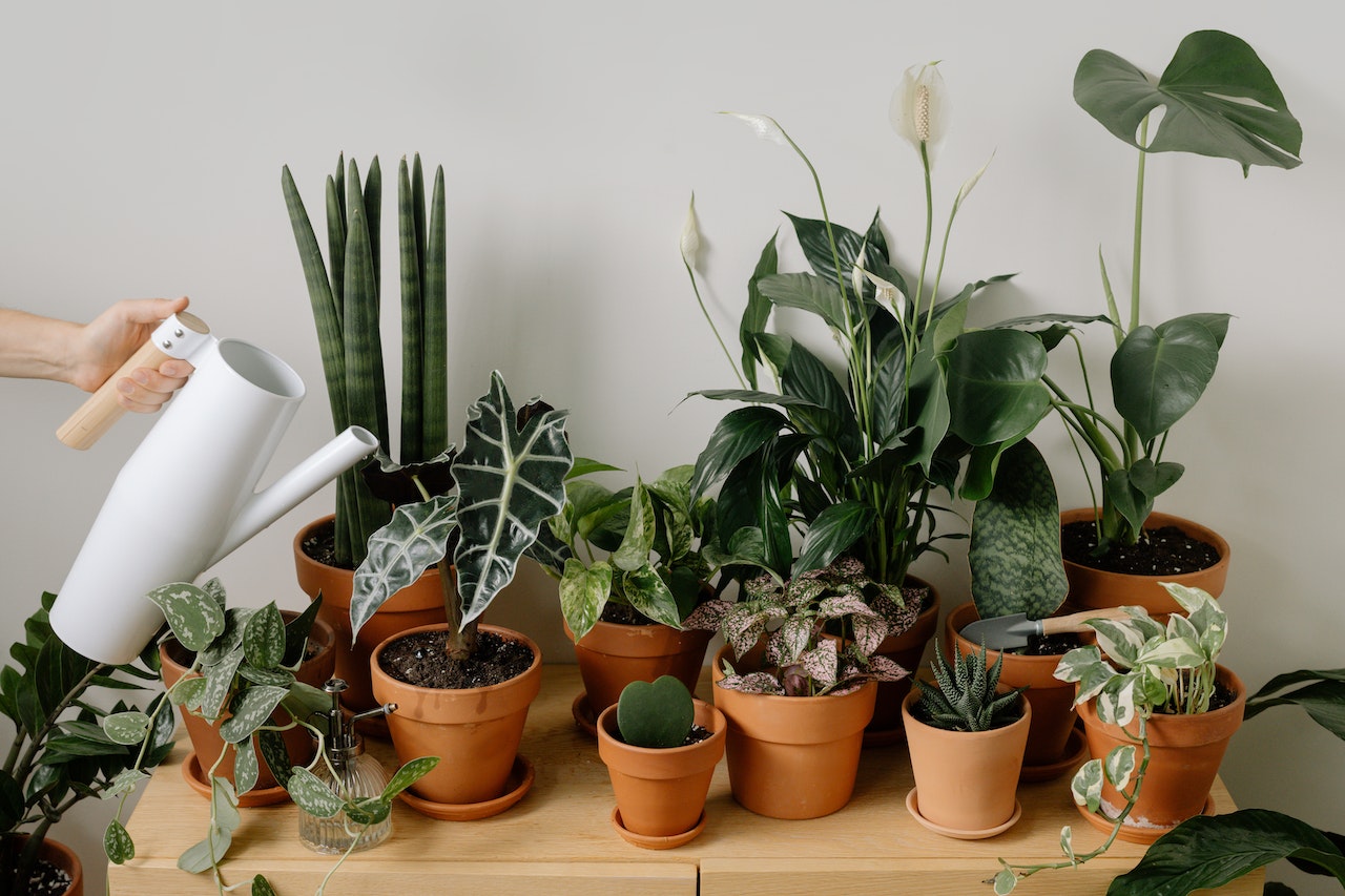 Enjoy the health benefits of indoor plants